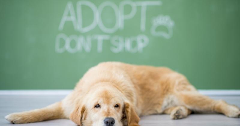 Adopt Don’t Shop: Why You Should Adopt Your Pets