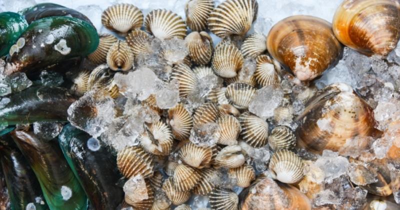 Do Other Shellfish Have A Central Nervous System?