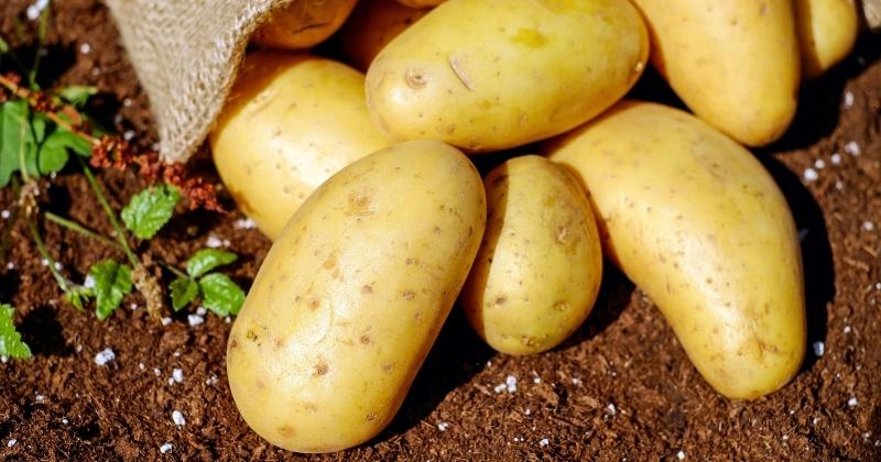 Can Vegans Eat Potatoes